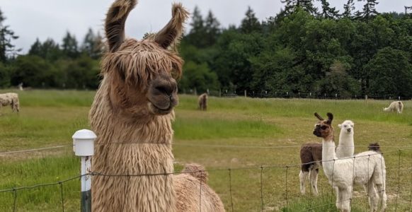 Feeding Time and Family Fun at Frog Pond Farm - PDX Parent