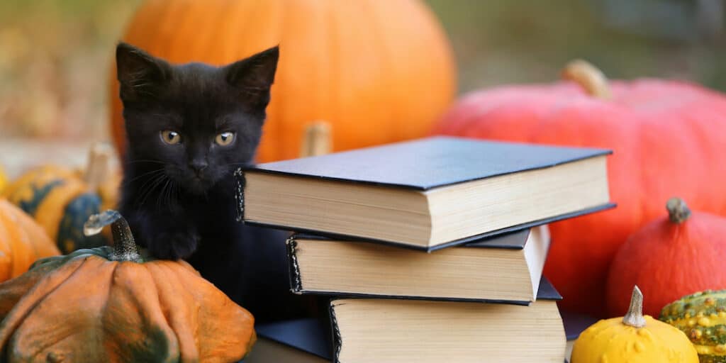 Black cat with books
