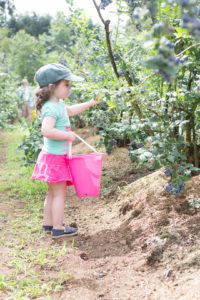 U-Pick Berry Farms Near Portland, OR