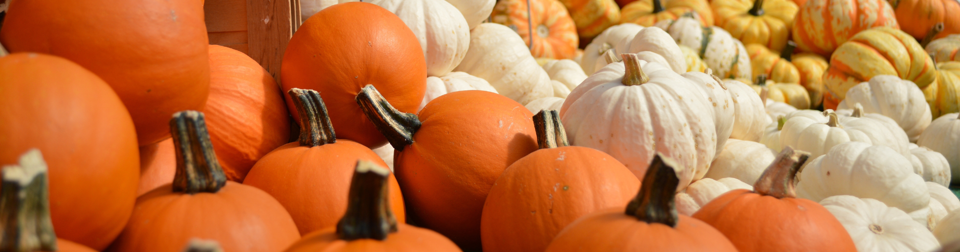 pumpkin patch hillsboro or