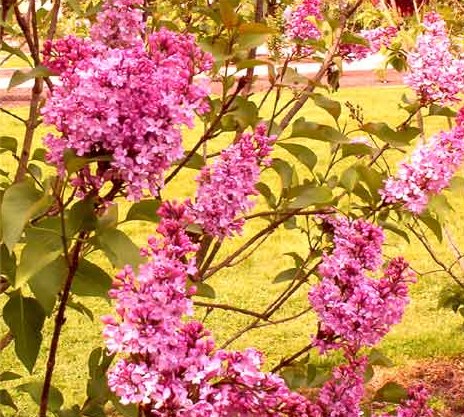 True Pink Lilacs from Hulda Klager