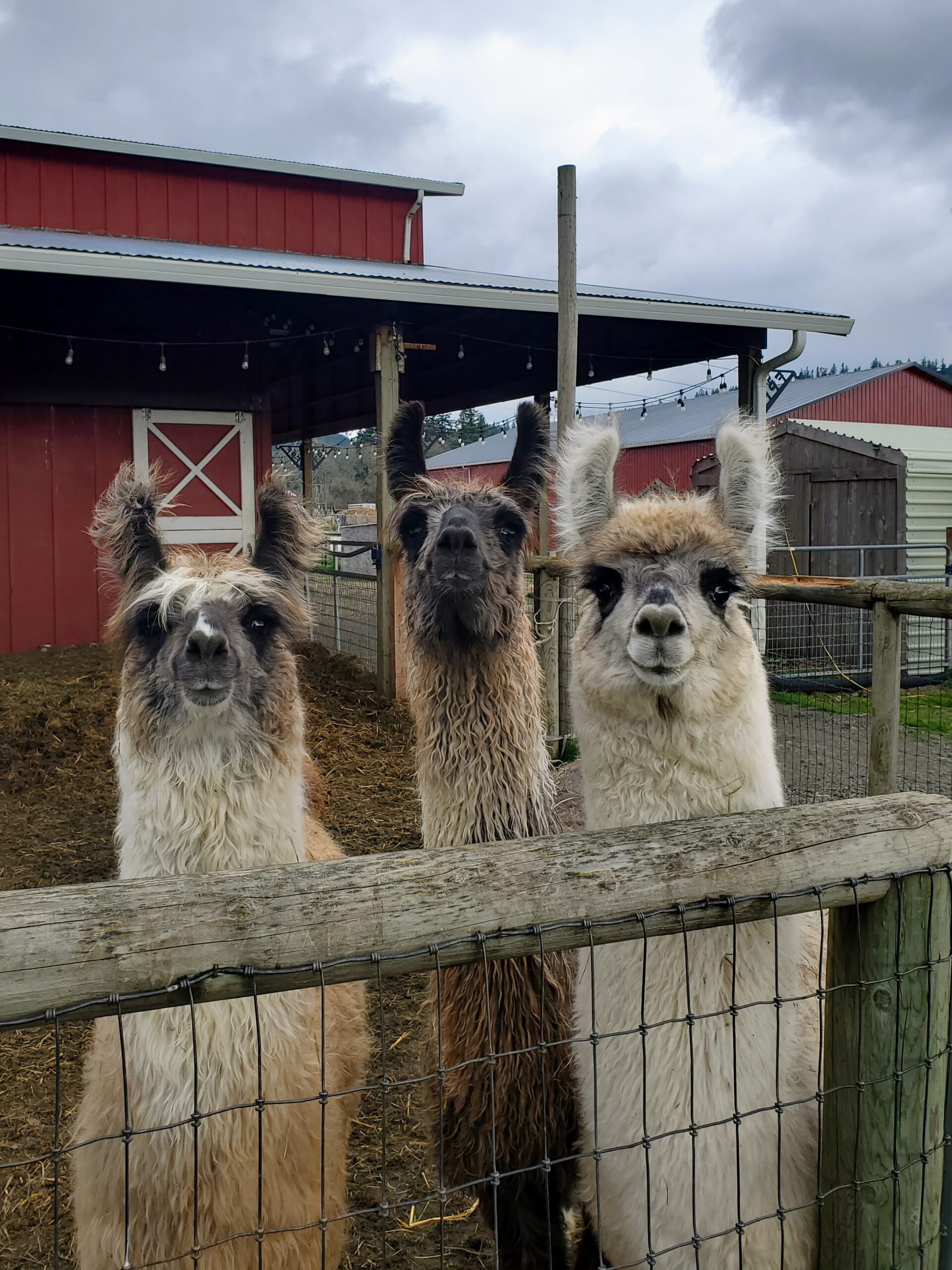 Play, Bounce, and Feed the Animals of Frog Pond Farm!